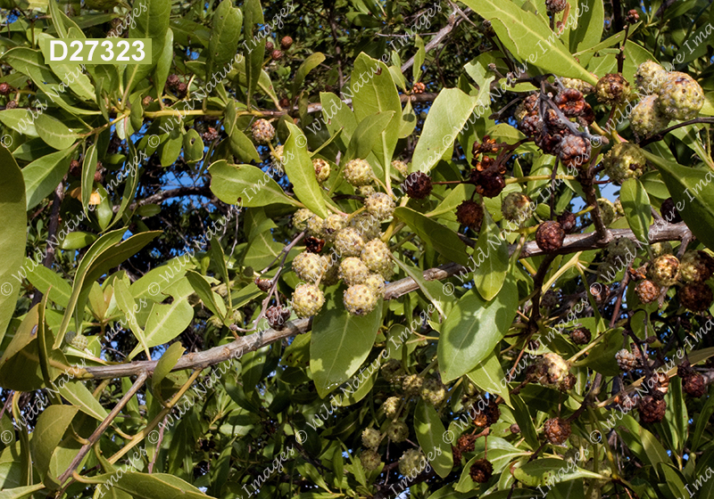 Conocarpus erectus (Green Buttonwood or Gray Mangrove, Combretaceae)